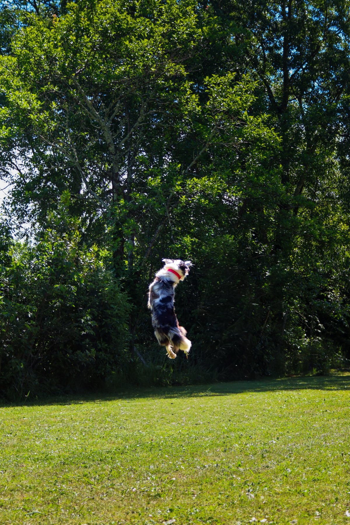Border collie en plein saut dans un jardin